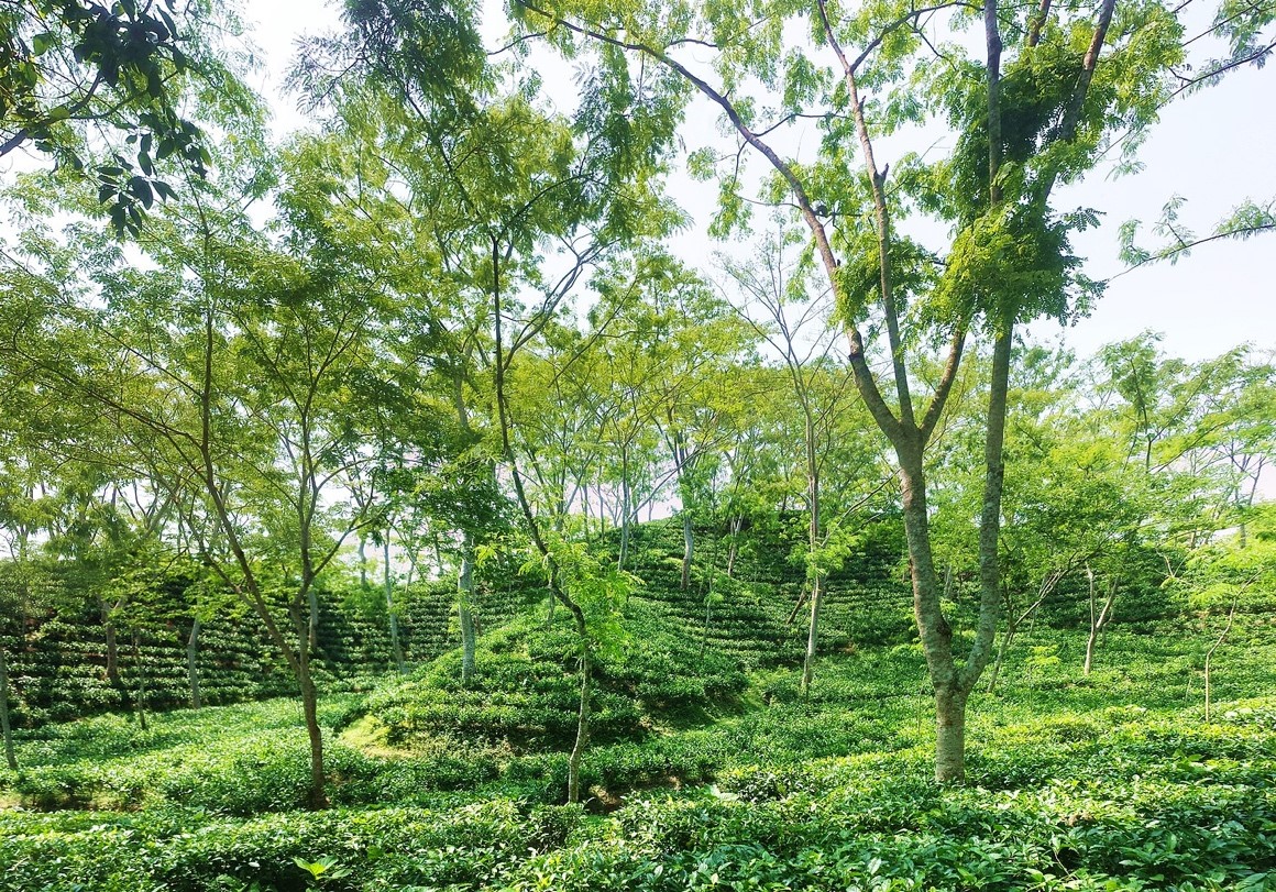 Tea garden in Sreemangal, Sylhet